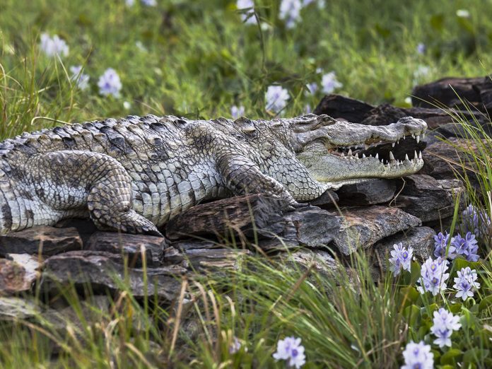 Rising lakes push crocodiles and hippos closer to homes in Kenya
