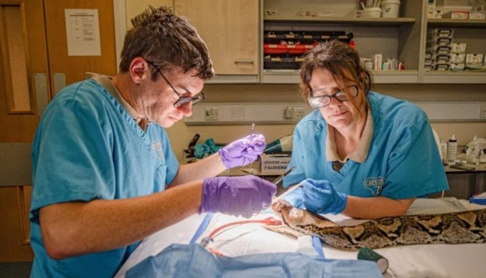 Python makes remarkable recovery after world-first cancer treatment
